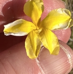 Goodenia pinnatifida at Yarralumla, ACT - 3 Dec 2022 05:27 PM