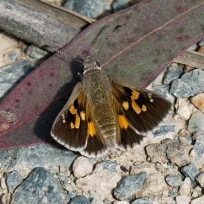 Trapezites phigalioides (Montane Ochre) at Namadgi National Park - 2 Dec 2022 by DPRees125