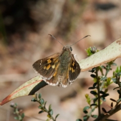 Trapezites phigalia at Mount Clear, ACT - 2 Dec 2022 02:43 PM