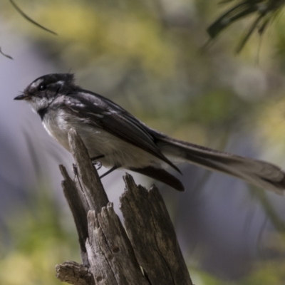 Rhipidura leucophrys (Willie Wagtail) at Flea Bog Flat, Bruce - 13 Sep 2022 by AlisonMilton