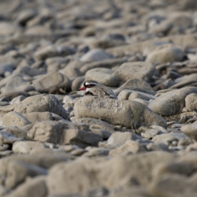 Charadrius melanops (Black-fronted Dotterel) at Billilingra, NSW - 2 Dec 2022 by trevsci