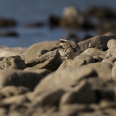 Charadrius melanops at Billilingra, NSW - 3 Dec 2022 06:46 AM