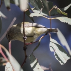 Smicrornis brevirostris (Weebill) at Flea Bog Flat, Bruce - 13 Sep 2022 by AlisonMilton