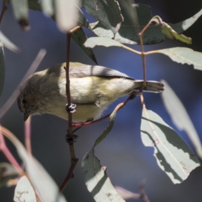 Smicrornis brevirostris (Weebill) at GG291 - 13 Sep 2022 by AlisonMilton