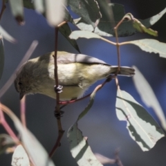 Smicrornis brevirostris (Weebill) at Bruce, ACT - 13 Sep 2022 by AlisonMilton