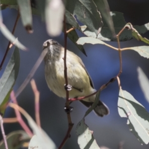 Smicrornis brevirostris at Bruce, ACT - 13 Sep 2022