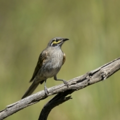 Caligavis chrysops (Yellow-faced Honeyeater) at Murrumbucca, NSW - 3 Dec 2022 by trevsci