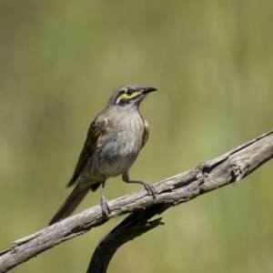 Caligavis chrysops at Murrumbucca, NSW - 3 Dec 2022