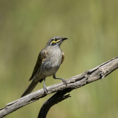 Caligavis chrysops (Yellow-faced Honeyeater) at Murrumbucca, NSW - 2 Dec 2022 by trevsci