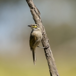 Caligavis chrysops at Murrumbucca, NSW - 3 Dec 2022