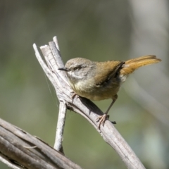 Sericornis frontalis (White-browed Scrubwren) at Shannons Flat, NSW - 3 Dec 2022 by trevsci