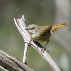 Sericornis frontalis (White-browed Scrubwren) at Shannons Flat, NSW - 2 Dec 2022 by trevsci