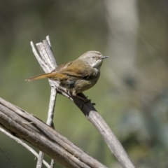 Sericornis frontalis at Shannons Flat, NSW - 3 Dec 2022