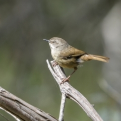 Sericornis frontalis at Shannons Flat, NSW - 3 Dec 2022