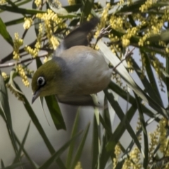 Zosterops lateralis (Silvereye) at Bruce, ACT - 13 Sep 2022 by AlisonMilton