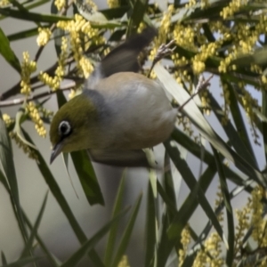 Zosterops lateralis (Silvereye) at Bruce, ACT by AlisonMilton
