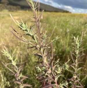 Epilobium billardiereanum at Molonglo Valley, ACT - 3 Dec 2022