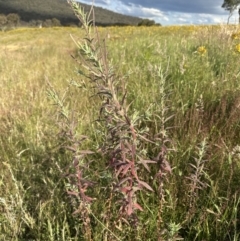 Epilobium billardiereanum at Yarralumla, ACT - 3 Dec 2022