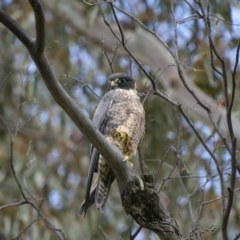 Falco longipennis (Australian Hobby) at Booth, ACT - 3 Dec 2022 by trevsci