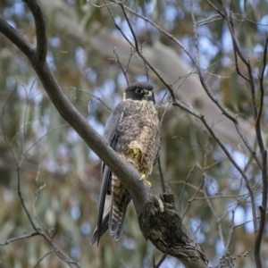 Falco longipennis at Booth, ACT - 3 Dec 2022