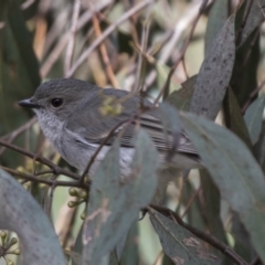 Pachycephala pectoralis (Golden Whistler) at Bruce, ACT - 13 Sep 2022 by AlisonMilton