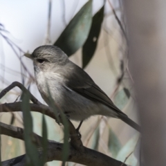 Pachycephala pectoralis at Bruce, ACT - 13 Sep 2022