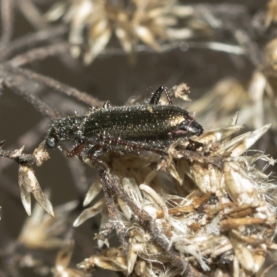 Eleale simplex (Clerid beetle) at Bruce, ACT - 13 Sep 2022 by AlisonMilton