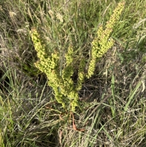 Rumex crispus at Aranda, ACT - 3 Dec 2022