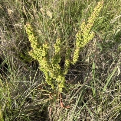 Rumex crispus (Curled Dock) at Aranda, ACT - 3 Dec 2022 by lbradley