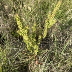 Rumex crispus (Curled Dock) at Molonglo Valley, ACT - 3 Dec 2022 by lbradley