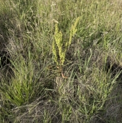 Rumex crispus at Aranda, ACT - 3 Dec 2022