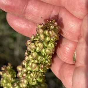 Rumex crispus at Aranda, ACT - 3 Dec 2022