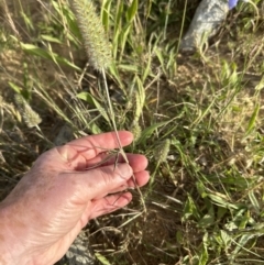 Trifolium angustifolium (Narrowleaf Clover) at Molonglo Valley, ACT - 3 Dec 2022 by lbradley