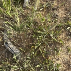 Trifolium angustifolium at Aranda, ACT - 3 Dec 2022