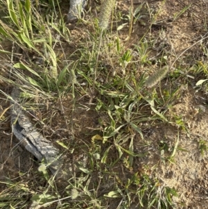 Trifolium angustifolium at Molonglo Valley, ACT - 3 Dec 2022