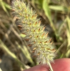 Trifolium angustifolium at Aranda, ACT - 3 Dec 2022