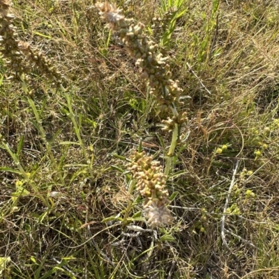 Gamochaeta purpurea (Purple Cudweed) at Aranda Bushland - 3 Dec 2022 by lbradley