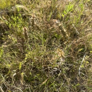 Gamochaeta purpurea at Molonglo Valley, ACT - 3 Dec 2022