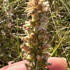 Gamochaeta purpurea at Molonglo Valley, ACT - 3 Dec 2022