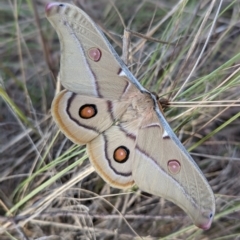 Opodiphthera eucalypti (Emperor Gum Moth) at Sutton, NSW - 3 Dec 2022 by mainsprite