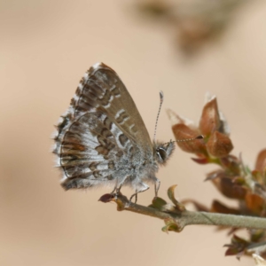 Neolucia agricola at Mount Clear, ACT - 2 Dec 2022