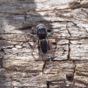 Maratus proszynskii at Mount Clear, ACT - 2 Dec 2022