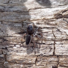 Maratus proszynskii at Mount Clear, ACT - 2 Dec 2022 02:41 PM