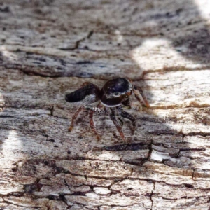 Maratus proszynskii at Mount Clear, ACT - 2 Dec 2022