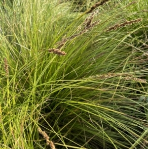 Carex appressa at Aranda, ACT - 3 Dec 2022 06:06 PM