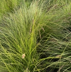 Carex appressa at Aranda, ACT - 3 Dec 2022