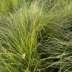 Carex appressa at Aranda, ACT - 3 Dec 2022