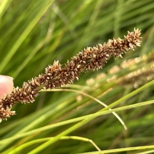 Carex appressa at Aranda, ACT - 3 Dec 2022