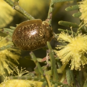 Paropsisterna cloelia at Bruce, ACT - 13 Sep 2022 01:36 PM