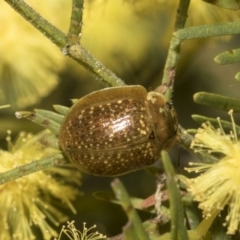 Paropsisterna cloelia at Bruce, ACT - 13 Sep 2022 01:36 PM